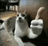 cat
